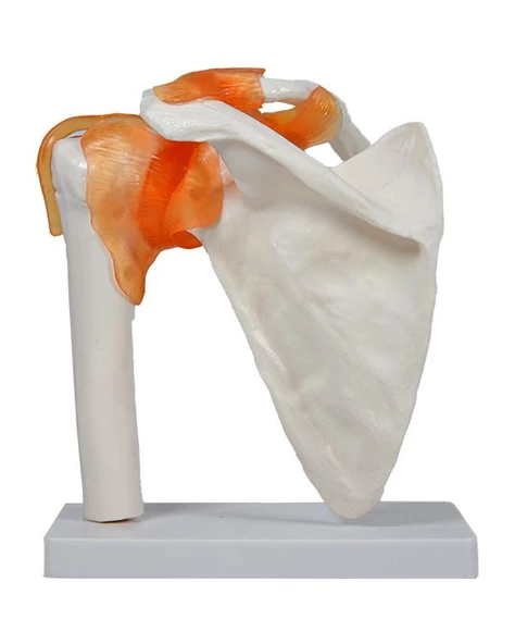 Temel Omuz Eklem Modeli