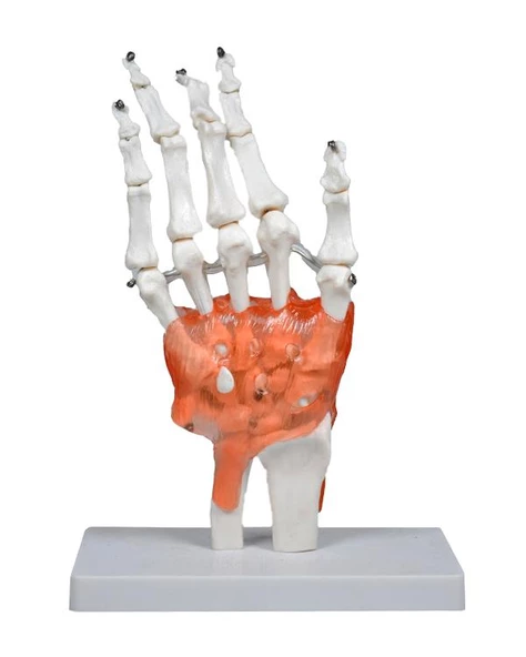 Temel El Eklem Modeli - 2