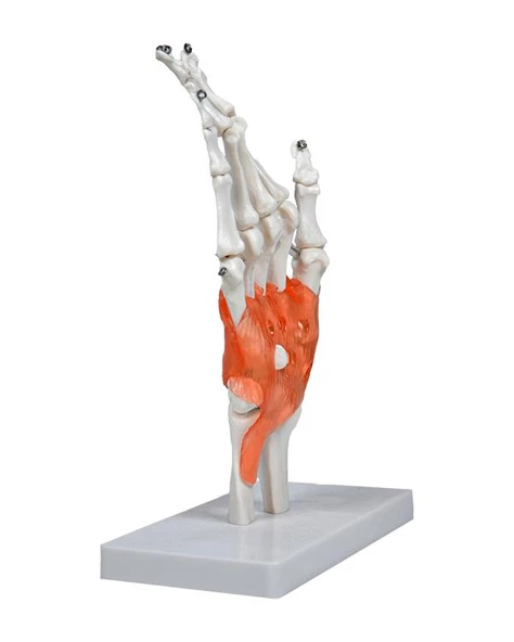 Temel El Eklem Modeli - 3