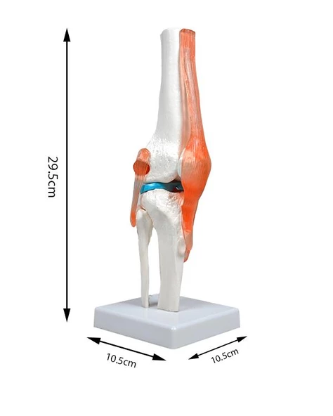 Temel Diz Eklem Modeli - 4