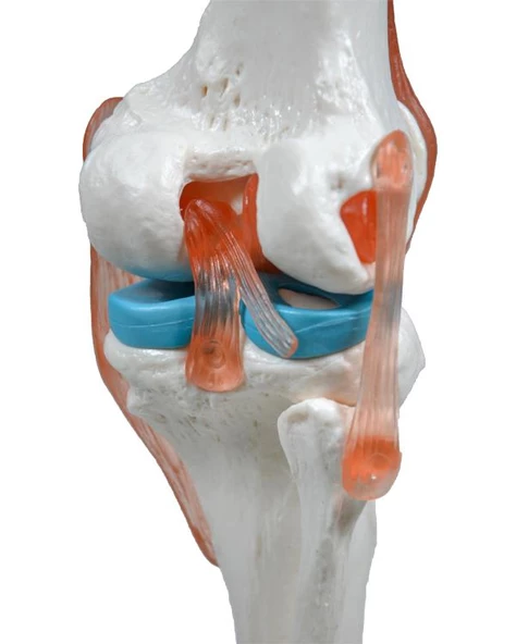 Temel Diz Eklem Modeli - 3