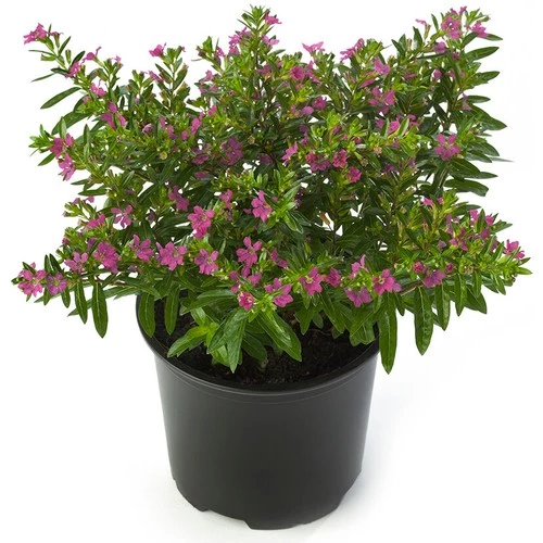 Kufeya Cennet Çiçeği Pembe 10-20 cm ürün görseli 1