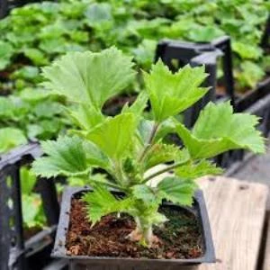 Bordo Ceylan Gözü Canan Sardunya Çiçeği Fidanı 10-20 cm - 3