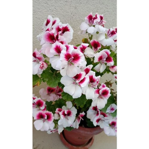 Ceylan Gözlü Sardunya Fidanı Mor Beyaz 10-20 cm - Resim 4