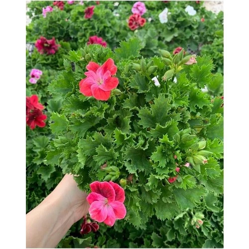 Fuşya Ceylan Gözü Sardunya Fidanı 10-20 cm