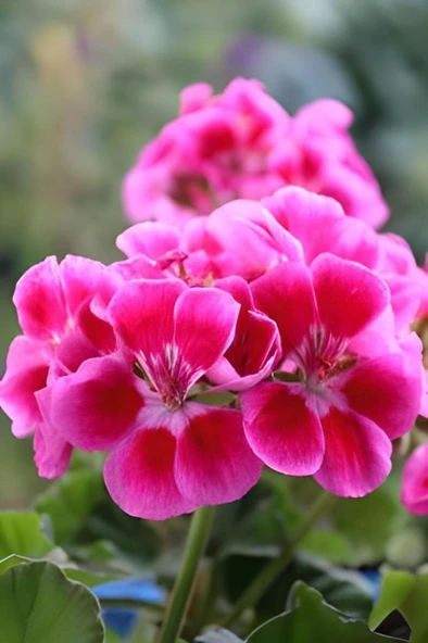 Açık Pembe Ceylangözü Sardunya Çiçeği 10-20 cm ürün görseli