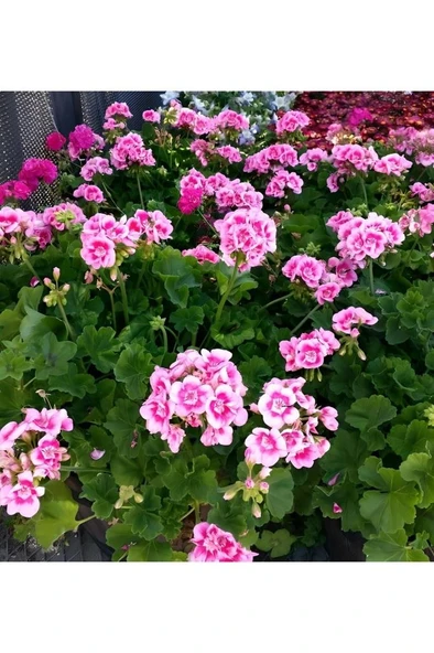 Açık Pembe Ceylangözü Sardunya Çiçeği 10-20 cm - Resim 2