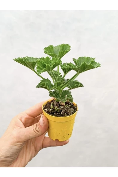 Karışık Renk Ceylangözü Sardunya Fidesi 8.5 Cm Saksıda