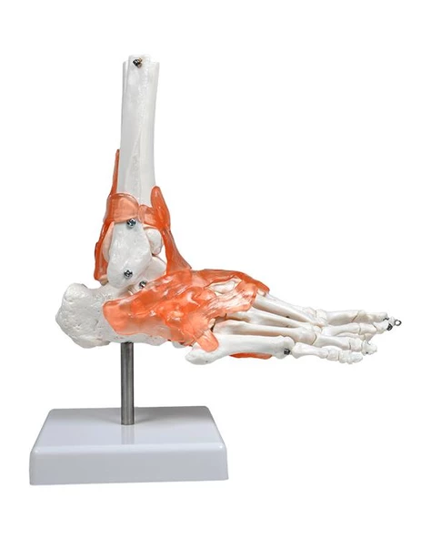 Temel Ayak Eklem Modeli - 4