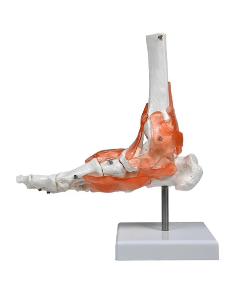 Temel Ayak Eklem Modeli