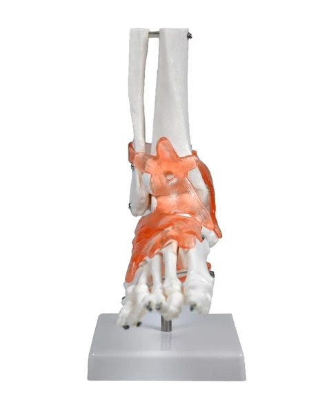 Temel Ayak Eklem Modeli - 2