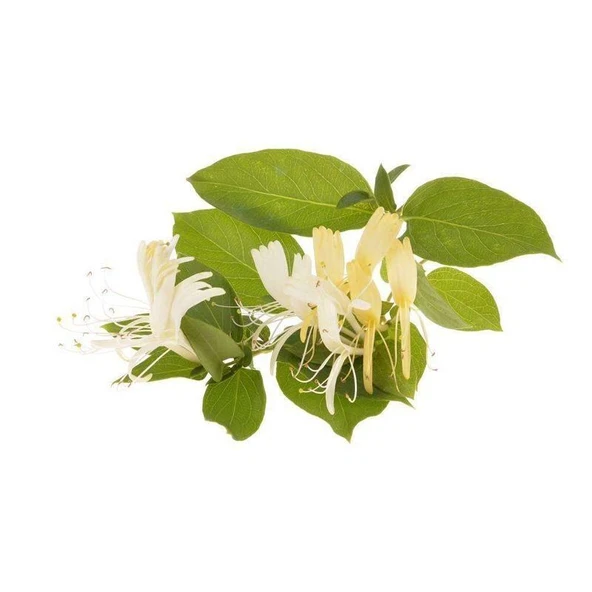 Afife Hanımeli Fidanı Lonicera Caprifolium 10-20 cm - 4