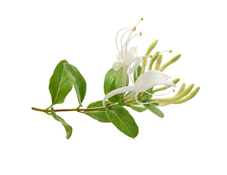 Afife Hanımeli Fidanı Lonicera Caprifolium 10-20 cm