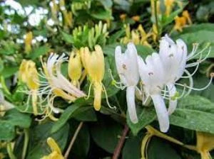 Afife Hanımeli Fidanı Lonicera Caprifolium 10-20 cm - 3