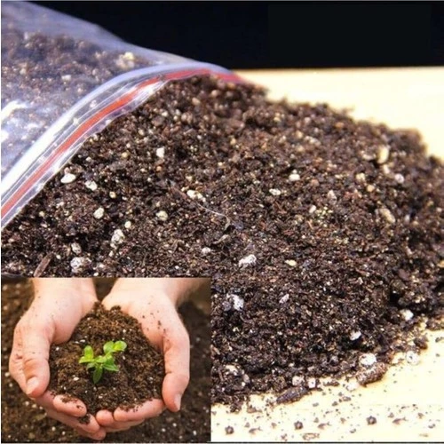 Dikenler Tacı Japon Iğnesi Euphorbia Milii Toprağı 3 kğ - 2