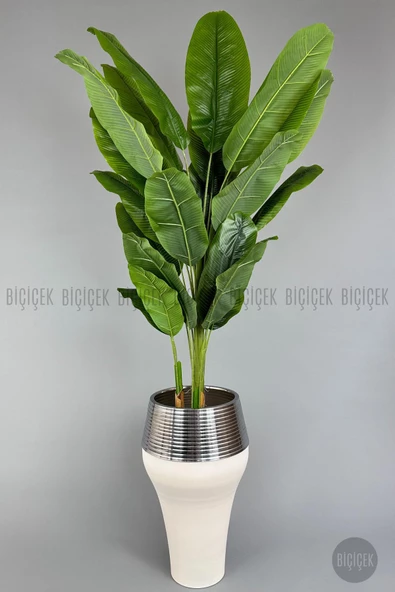 BİÇİÇEK   220cm Starliçe Bitkisi Cleopatra saksıda krem gümüş - 5