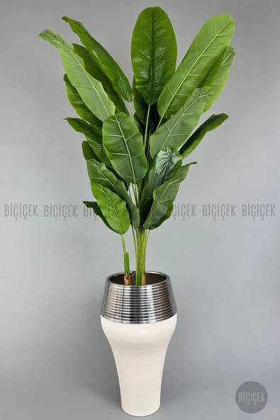 BİÇİÇEK   220cm Starliçe Bitkisi Cleopatra saksıda krem gümüş - 2