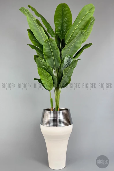 BİÇİÇEK   220cm Starliçe Bitkisi Cleopatra saksıda krem gümüş - 6