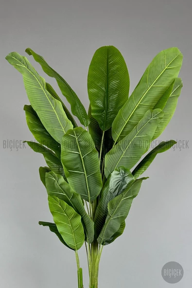 BİÇİÇEK   220cm Starliçe Bitkisi Cleopatra saksıda krem gümüş - 4