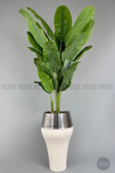 BİÇİÇEK   220cm Starliçe Bitkisi Cleopatra saksıda krem gümüş - 1