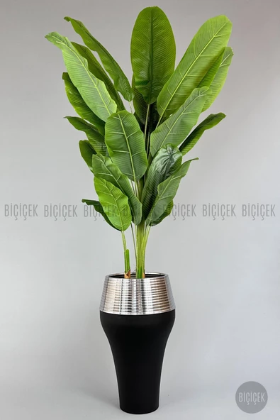BİÇİÇEK   220cm Starliçe Bitkisi Cleopatra saksıda siyah gümüş - 6