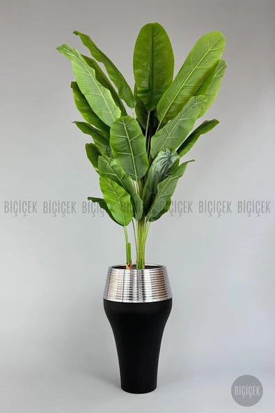 BİÇİÇEK 220cm Starliçe Bitkisi Cleopatra saksıda siyah gümüş - 5