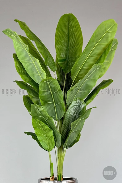 BİÇİÇEK   220cm Starliçe Bitkisi Cleopatra saksıda siyah gümüş - 4