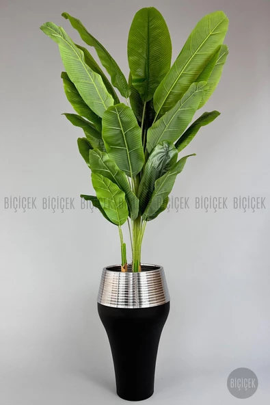 BİÇİÇEK 220cm Starliçe Bitkisi Cleopatra saksıda siyah gümüş
