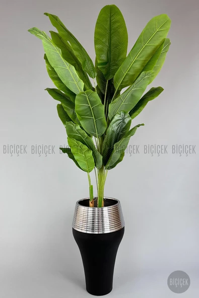 BİÇİÇEK 220cm Starliçe Bitkisi Cleopatra saksıda siyah gümüş - 2