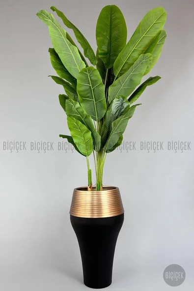 BİÇİÇEK 220cm Starliçe Bitkisi Cleopatra saksıda siyah gold - 5