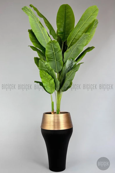 BİÇİÇEK   220cm Starliçe Bitkisi Cleopatra saksıda siyah gold - 1