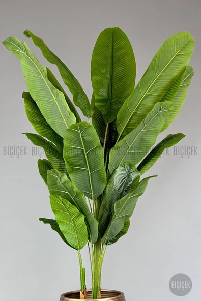 BİÇİÇEK 220cm Starliçe Bitkisi Cleopatra saksıda siyah gold - 4