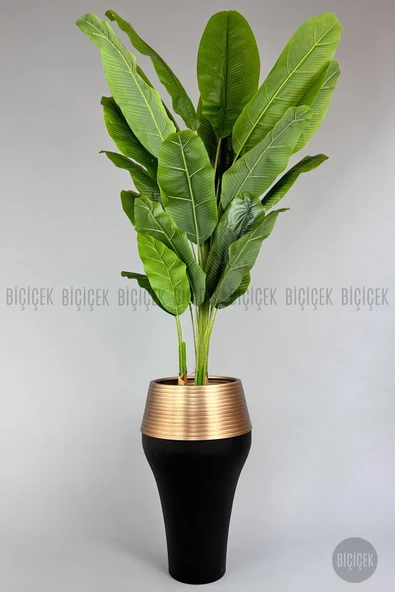 BİÇİÇEK 220cm Starliçe Bitkisi Cleopatra saksıda siyah gold - 6