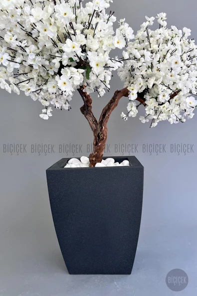 BİÇİÇEK   Bonzai gövdeli Beyaz Sakura Ağacı 150cm Dış Mekana Uygun - Resim 5