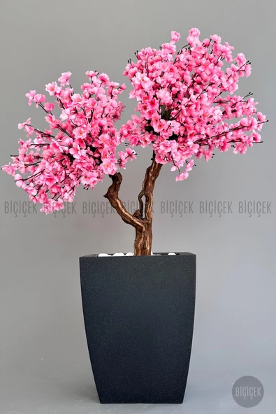 BİÇİÇEK   Bonzai gövdeli Pembe Sakura Ağacı 150cm Dış Mekana Uygun ürün görseli