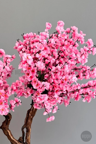 BİÇİÇEK   Bonzai gövdeli Pembe Sakura Ağacı 150cm Dış Mekana Uygun - Resim 5