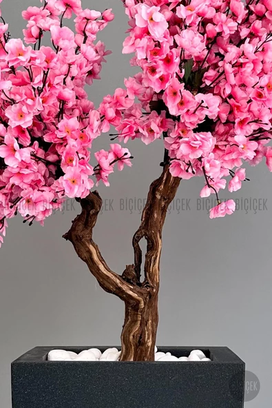 BİÇİÇEK   Bonzai gövdeli Pembe Sakura Ağacı 150cm Dış Mekana Uygun - Resim 4