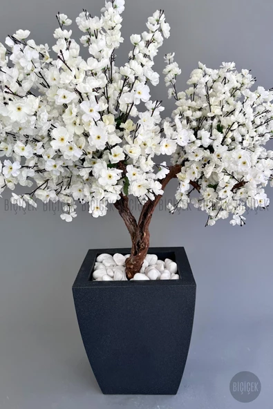 BİÇİÇEK   Bonzai gövdeli Beyaz Sakura Ağacı 150cm Dış Mekana Uygun - Resim 7
