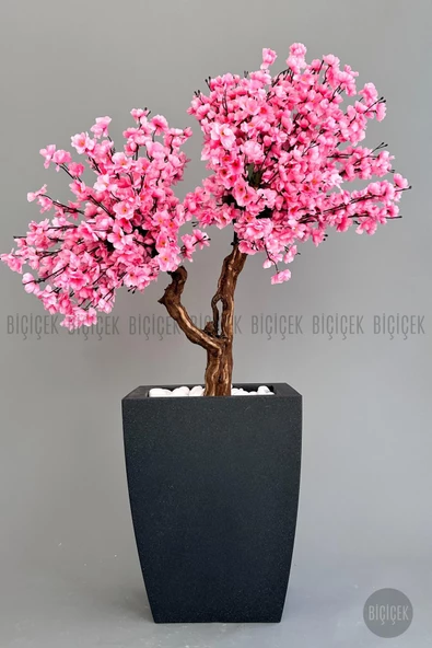BİÇİÇEK   Bonzai gövdeli Pembe Sakura Ağacı 150cm Dış Mekana Uygun - Resim 6