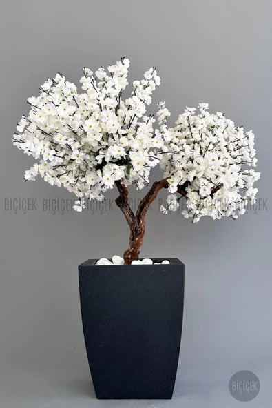BİÇİÇEK   Bonzai gövdeli Beyaz Sakura Ağacı 150cm Dış Mekana Uygun - Resim 3