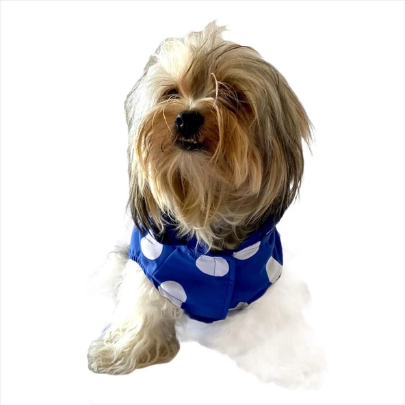 Puantiyeli Mavi Yağmurluk Kapşonlu  Köpek Yağmurluğu - 8