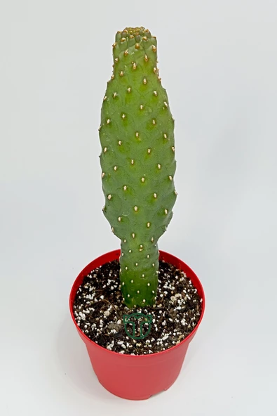 Consolea Rubescens ince uzun kaktüs özel tür yassı sütun 8.5 cm kırmızı saksıda - 2