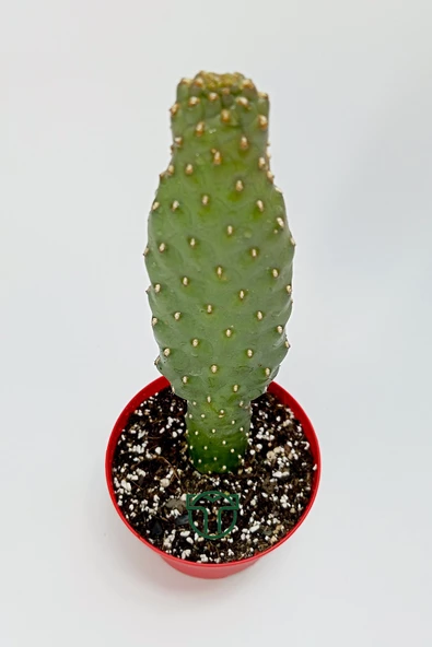 Consolea Rubescens ince uzun kaktüs özel tür yassı sütun 8.5 cm kırmızı saksıda - 3