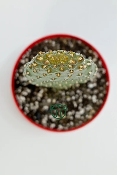 Consolea Rubescens ince uzun kaktüs özel tür yassı sütun 8.5 cm kırmızı saksıda - 4