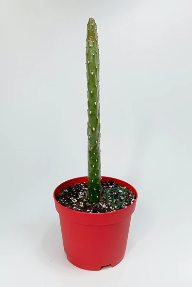 Consolea Rubescens ince uzun kaktüs özel tür yassı sütun 8.5 cm kırmızı saksıda - 5