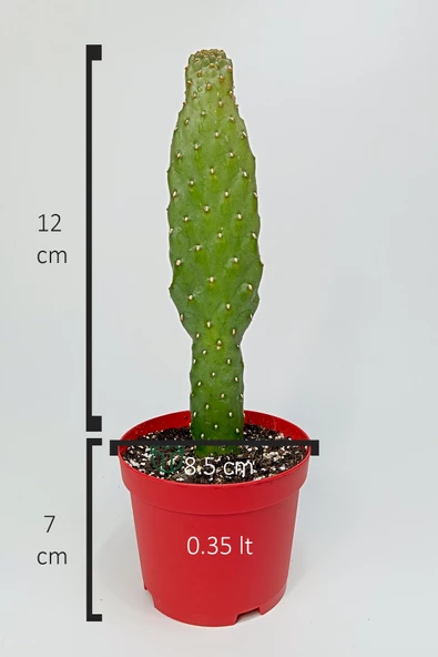 Consolea Rubescens ince uzun kaktüs özel tür yassı sütun 8.5 cm kırmızı saksıda - 6
