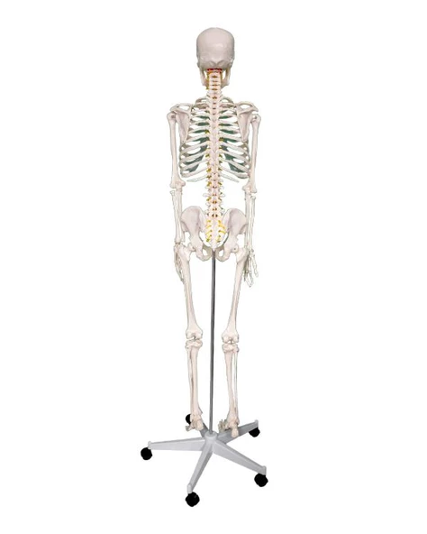 Temel Büyük İskelet Modeli 160 Cm - 2