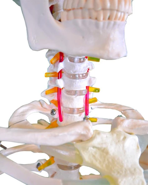 Temel Büyük İskelet Modeli 160 Cm - 3