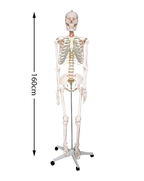 Temel Büyük İskelet Modeli 160 Cm - 5