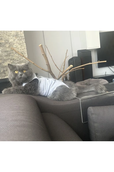 petcase Ameliyat Sonrası Kedi Kıyafeti - Gri - Resim 3